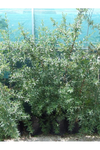 Саджанці чоловічі обліпихи Лорд в контейнері